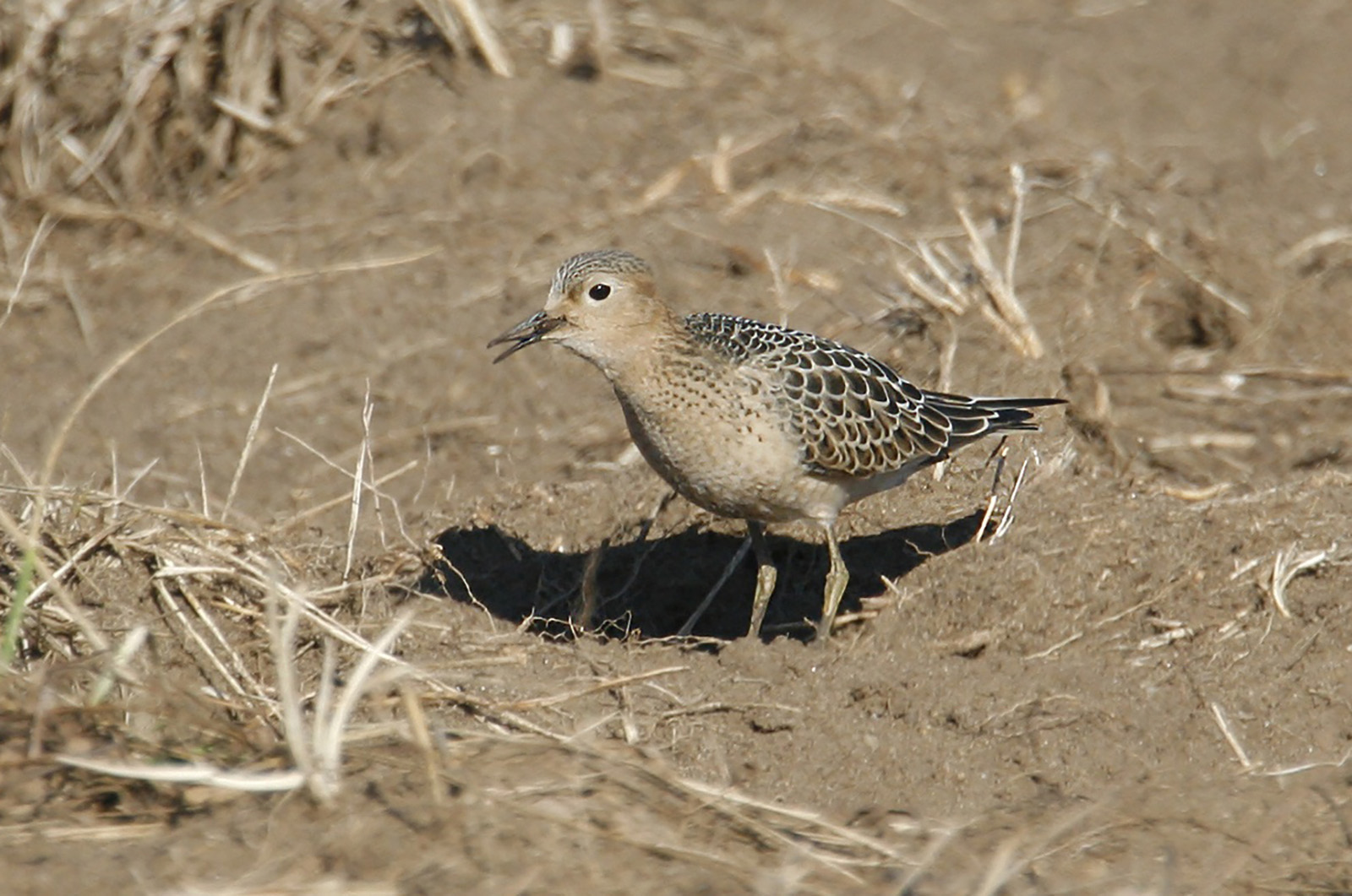 Buff-breasted sandpiper.