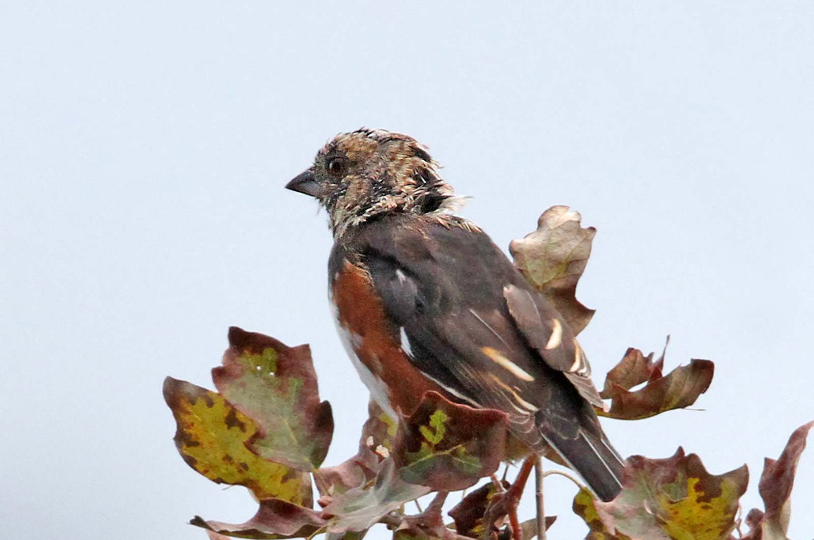 Eastern towhee.