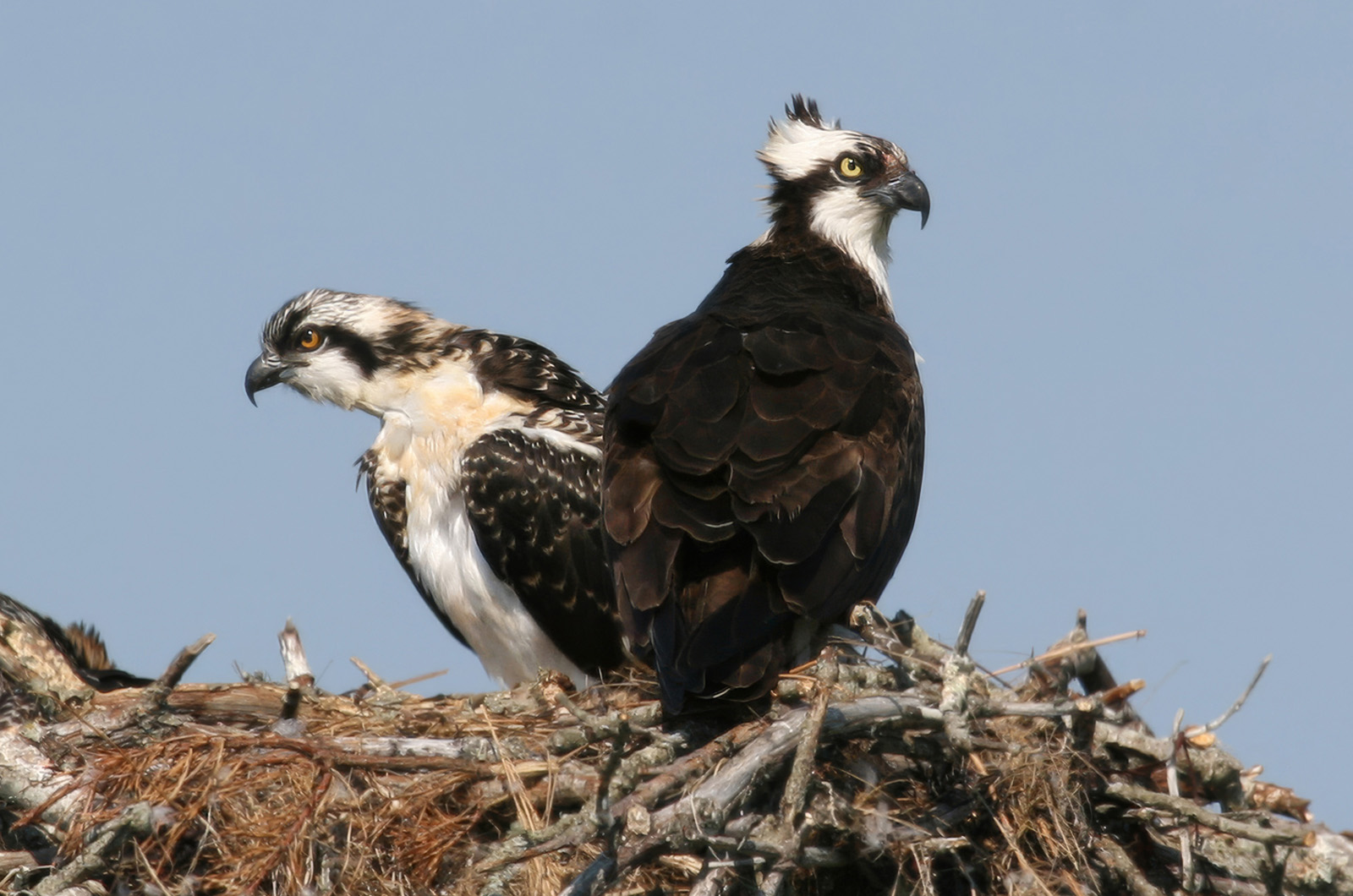Ospreys.