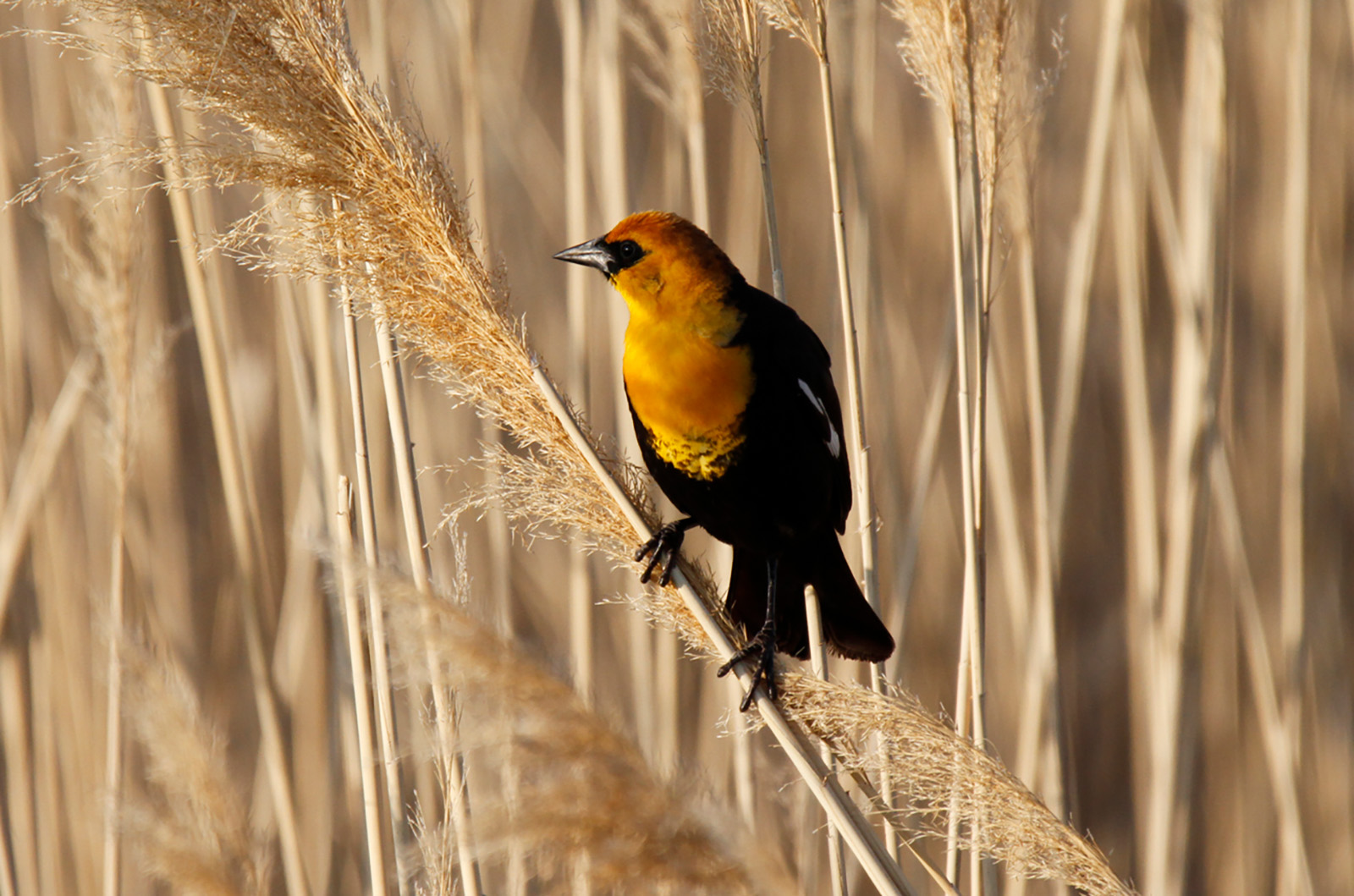 Yellow-headed blackbird.