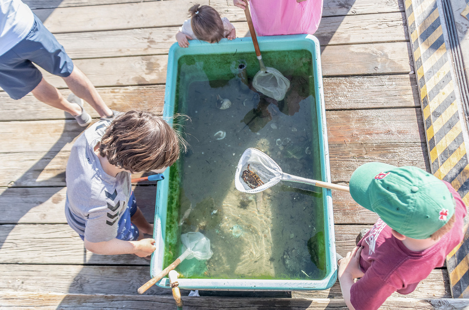 Kids learn about sea life in the touch tank.