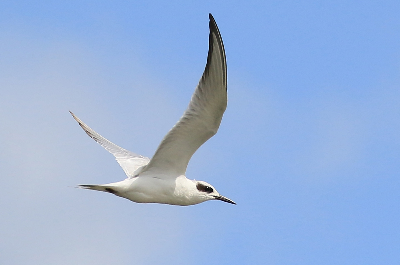 Forster's tern.