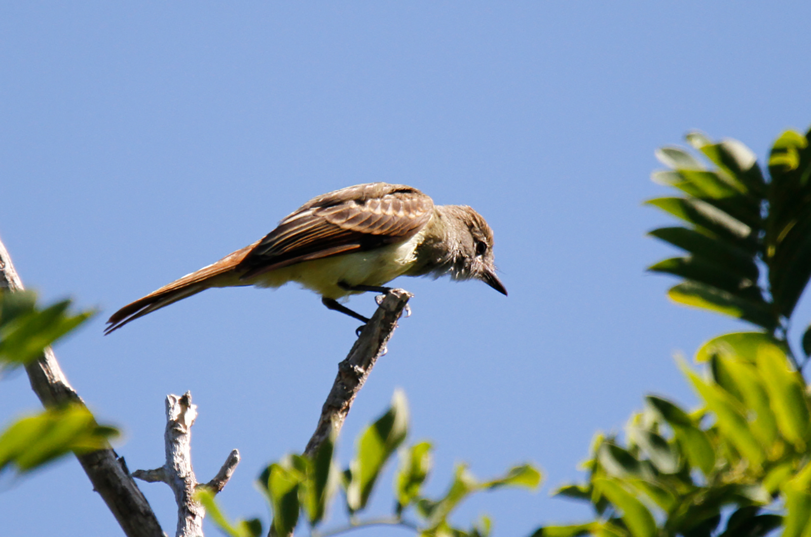Great crested flycatcher.