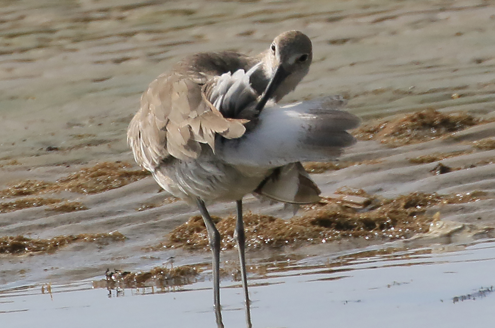 Willet.