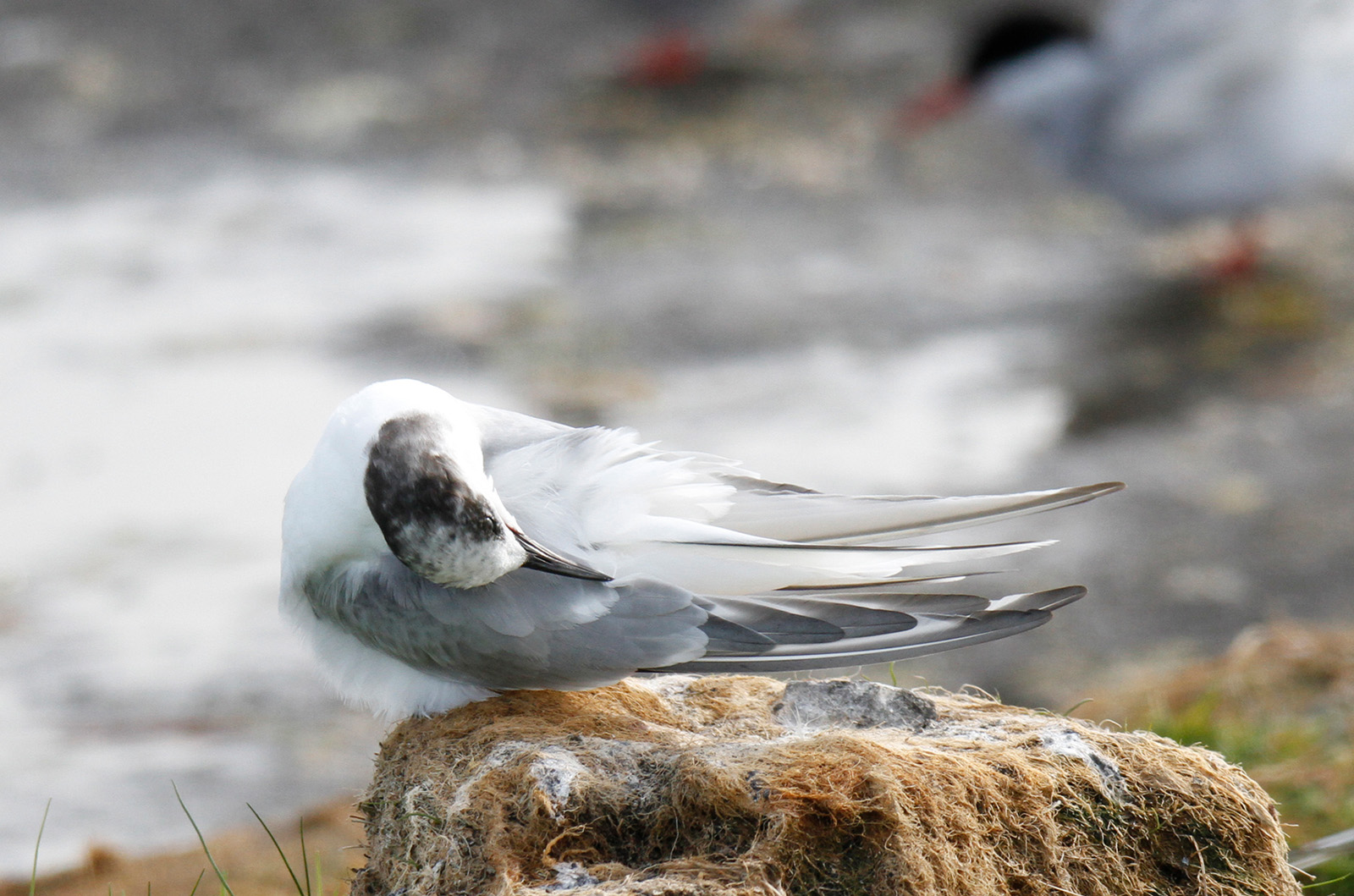 Arctic tern.
