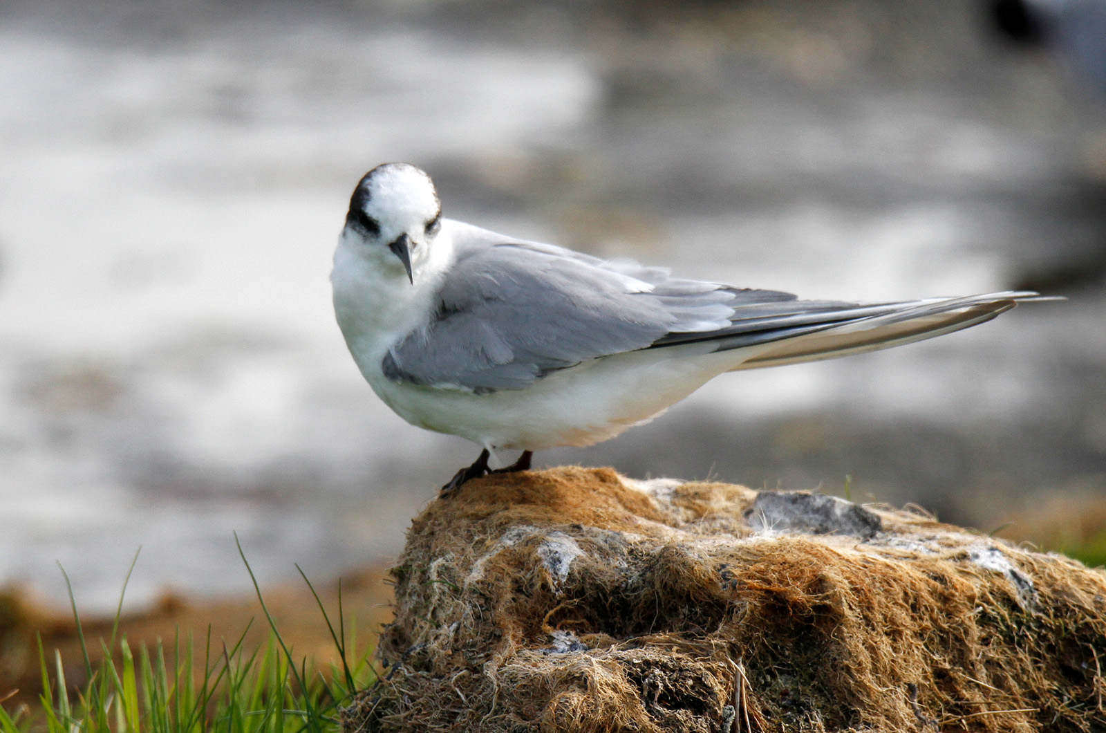Arctic tern.