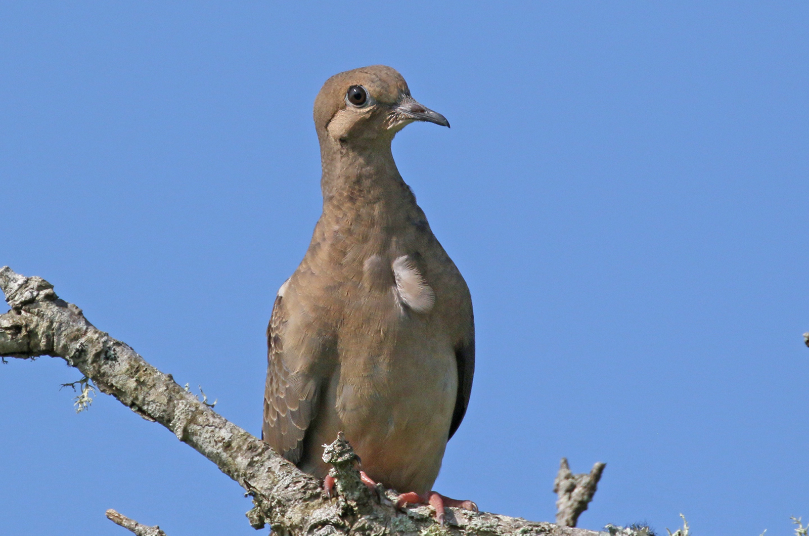 Mourning dove.