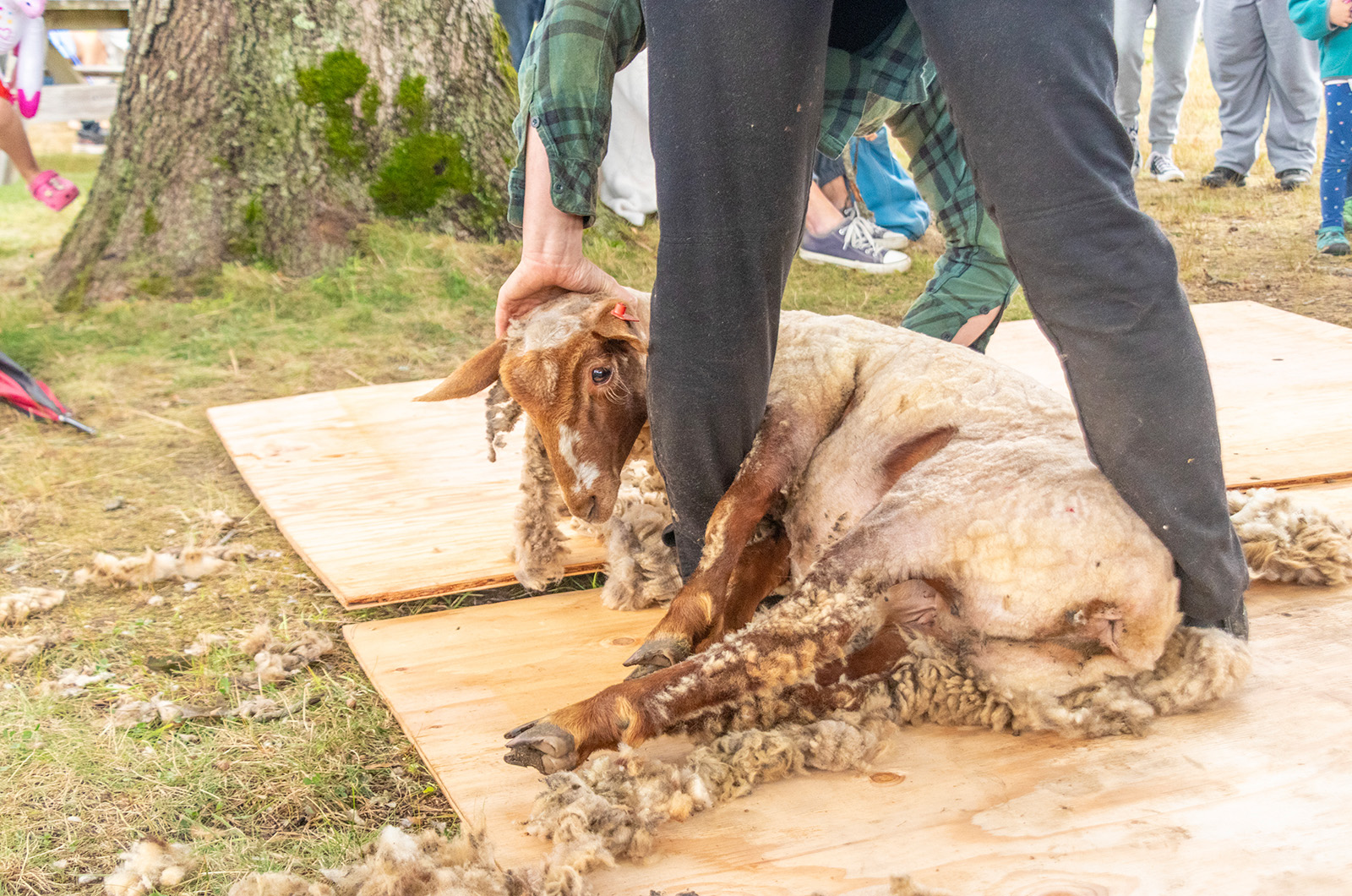 Sheep shearing demonstration.