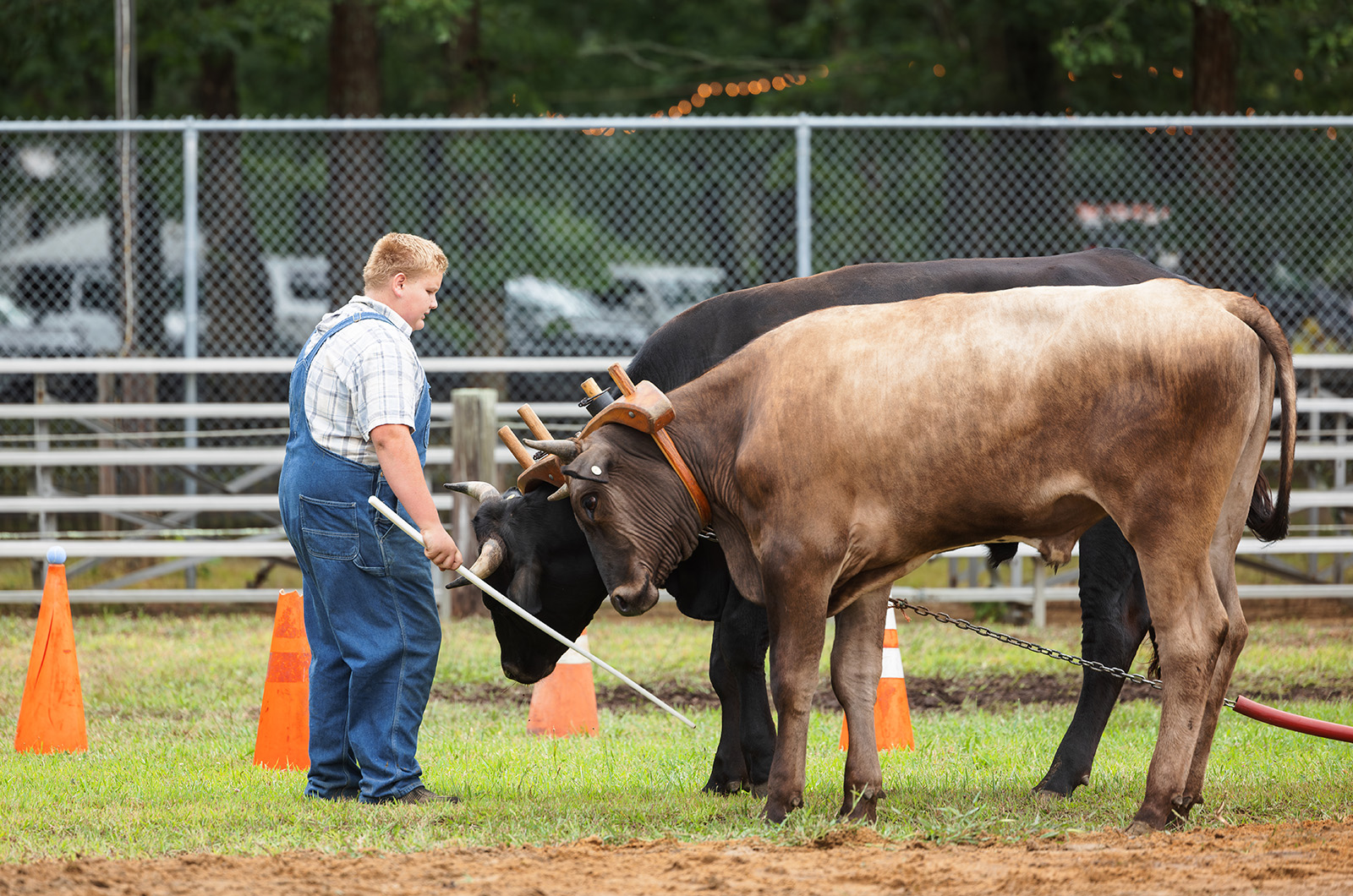 Agricultural traditions are being kept alive.