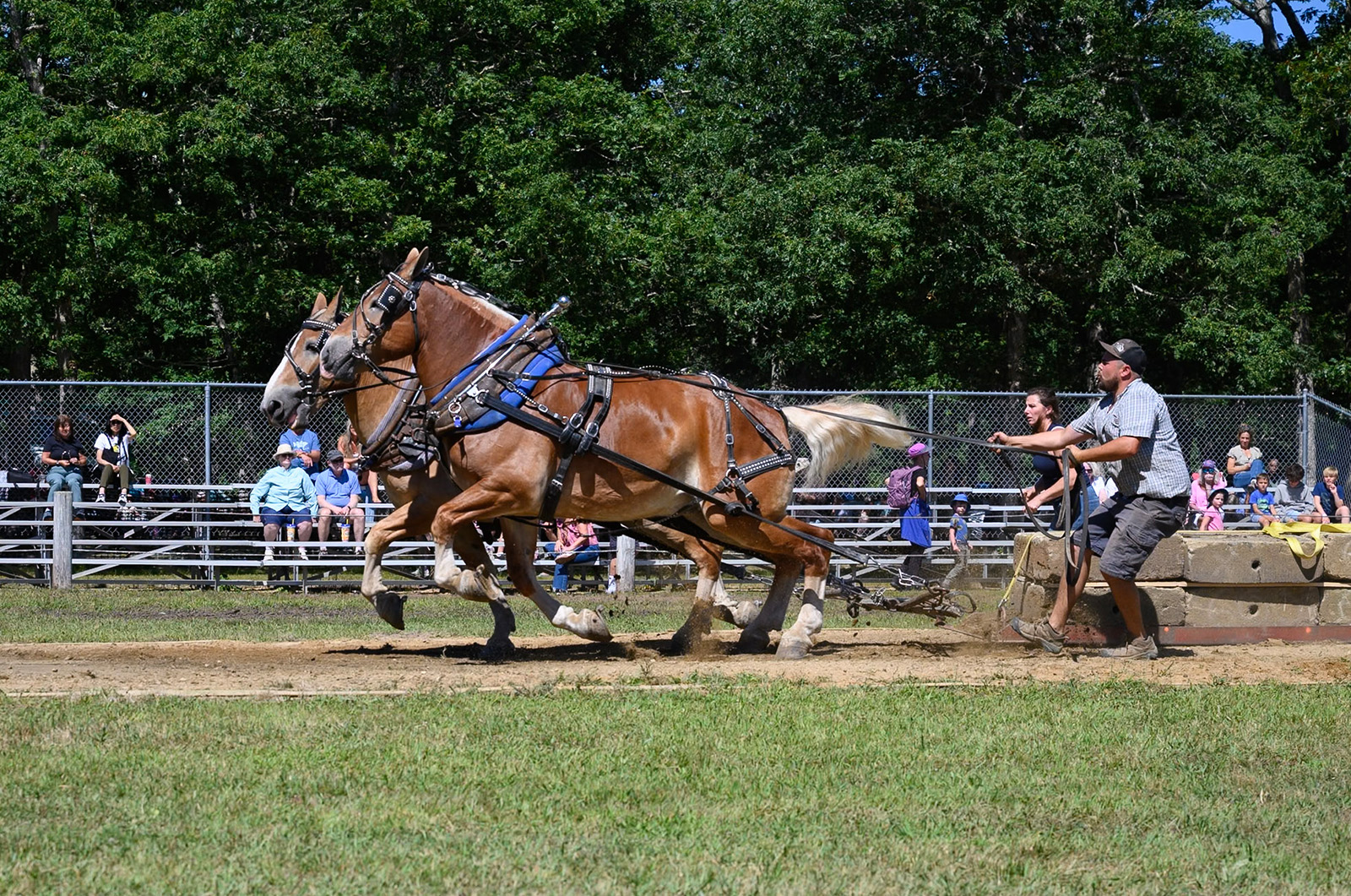 The draft horse pull is a fair tradition.