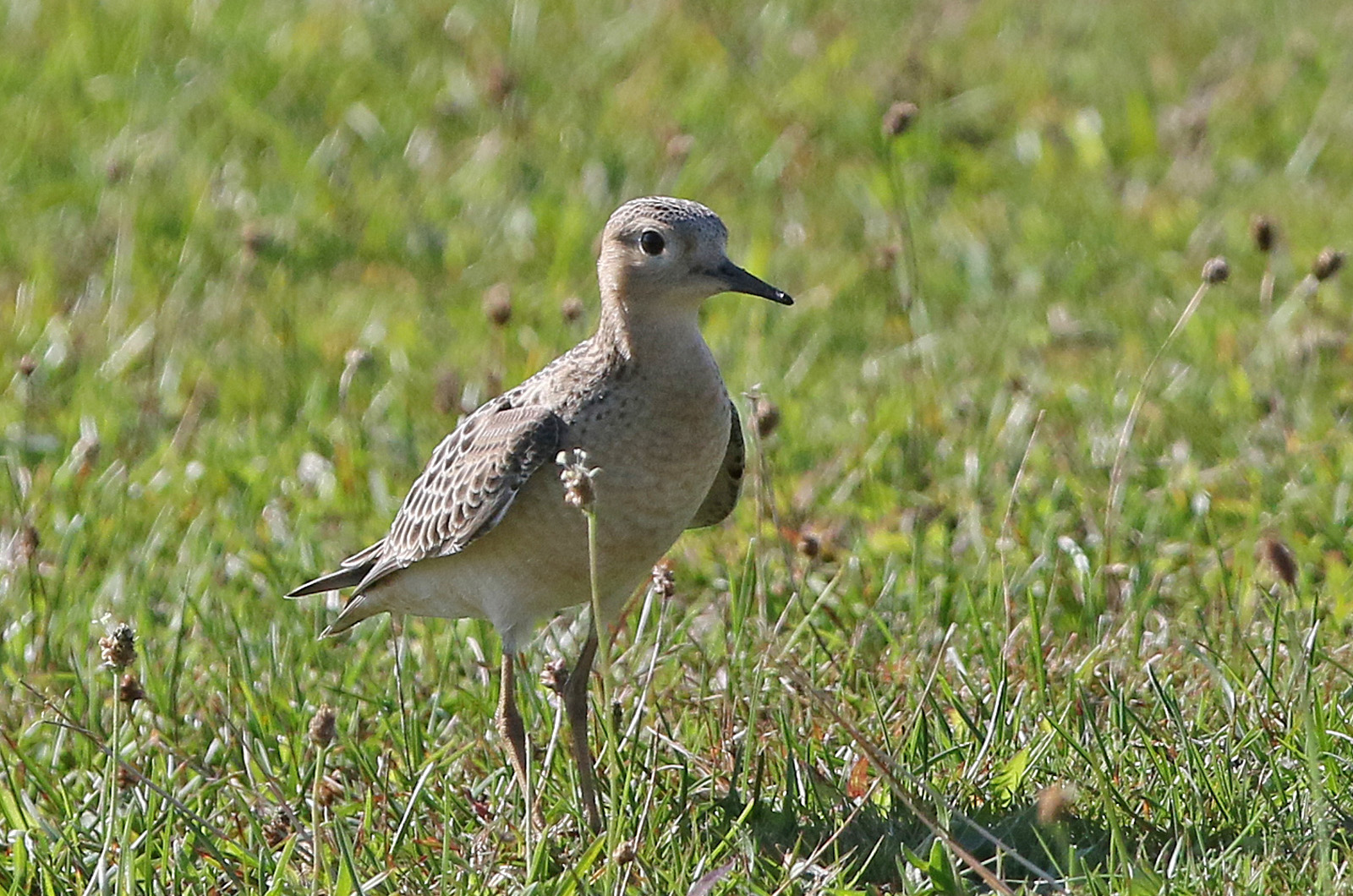 Buff-breasted sandpiper.