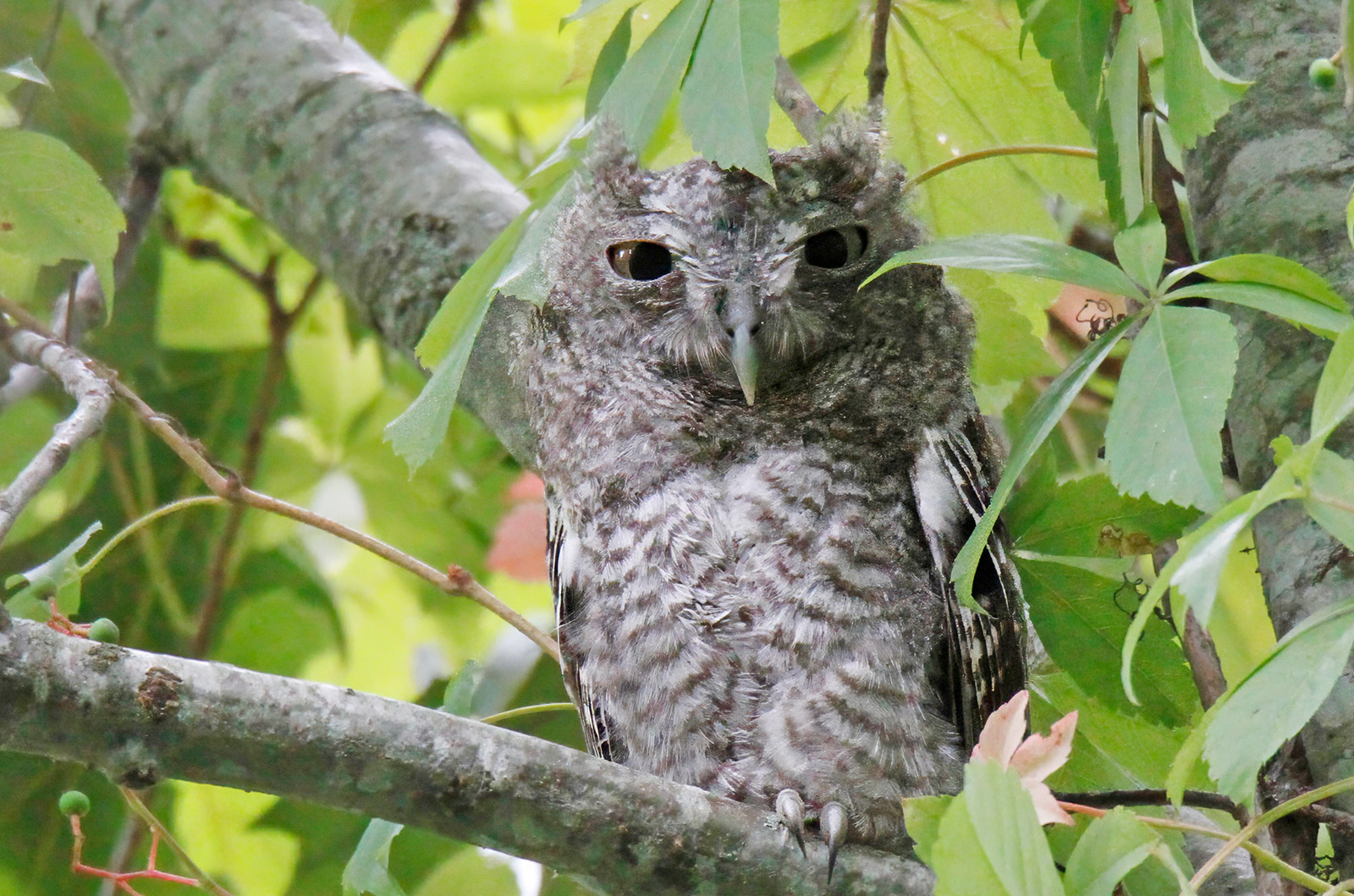 Eastern screech owl.