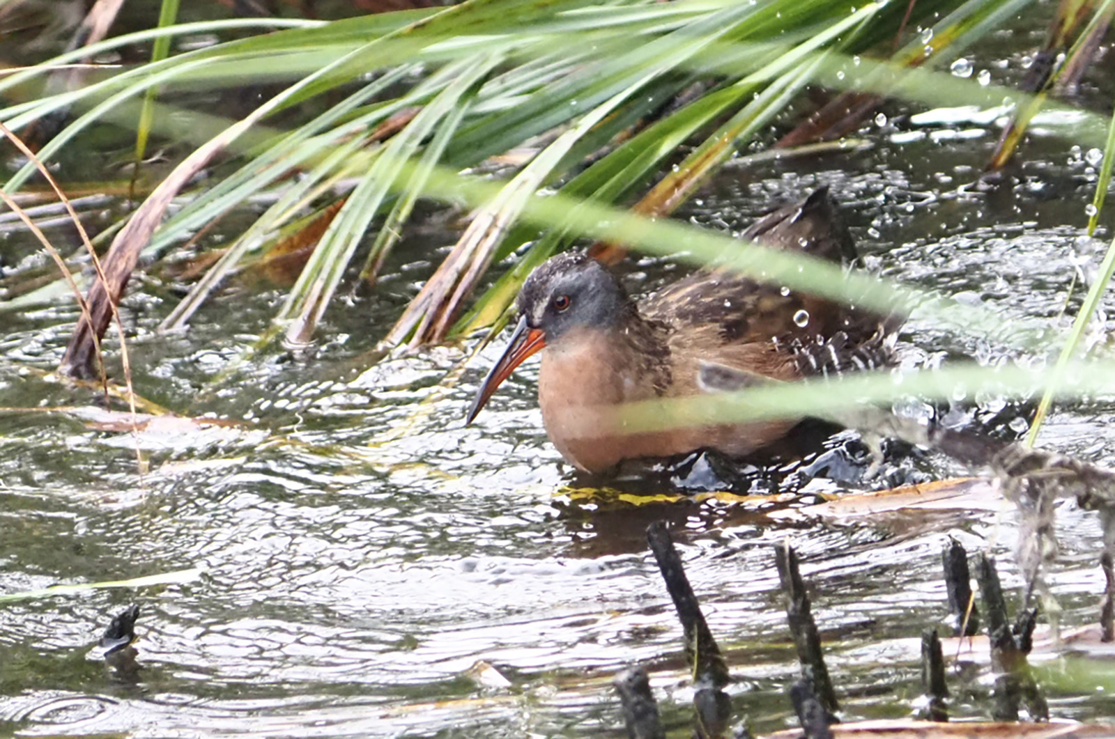 Virginia rail.