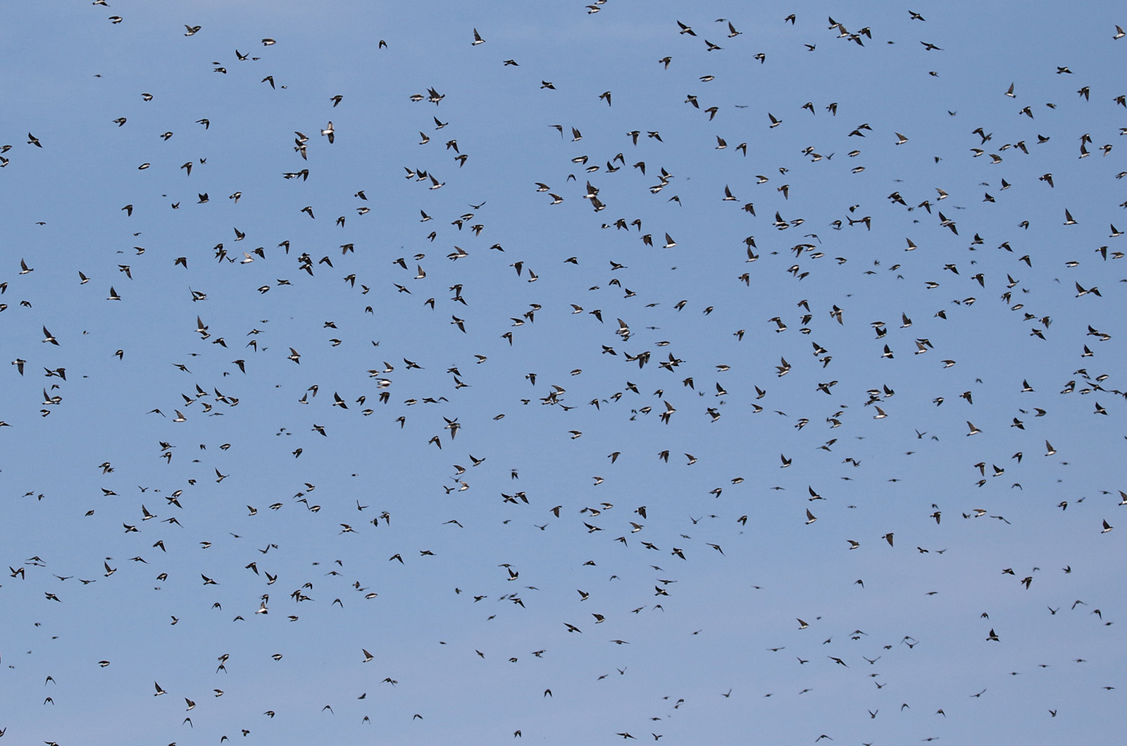 Tree swallows.