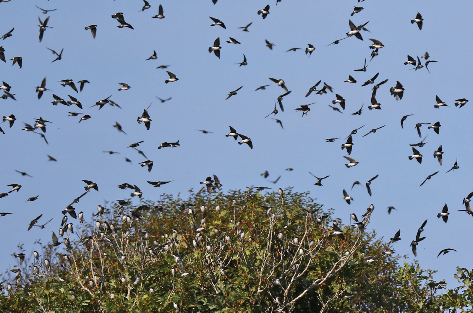 Tree swallows.
