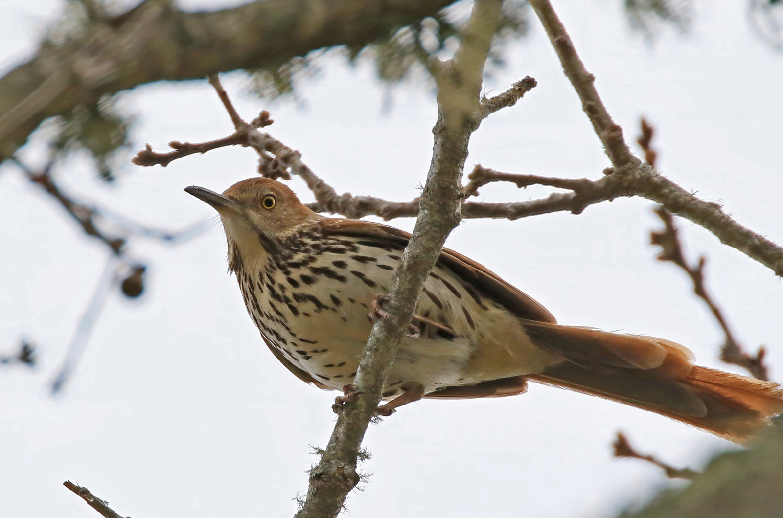 Brown thrasher.