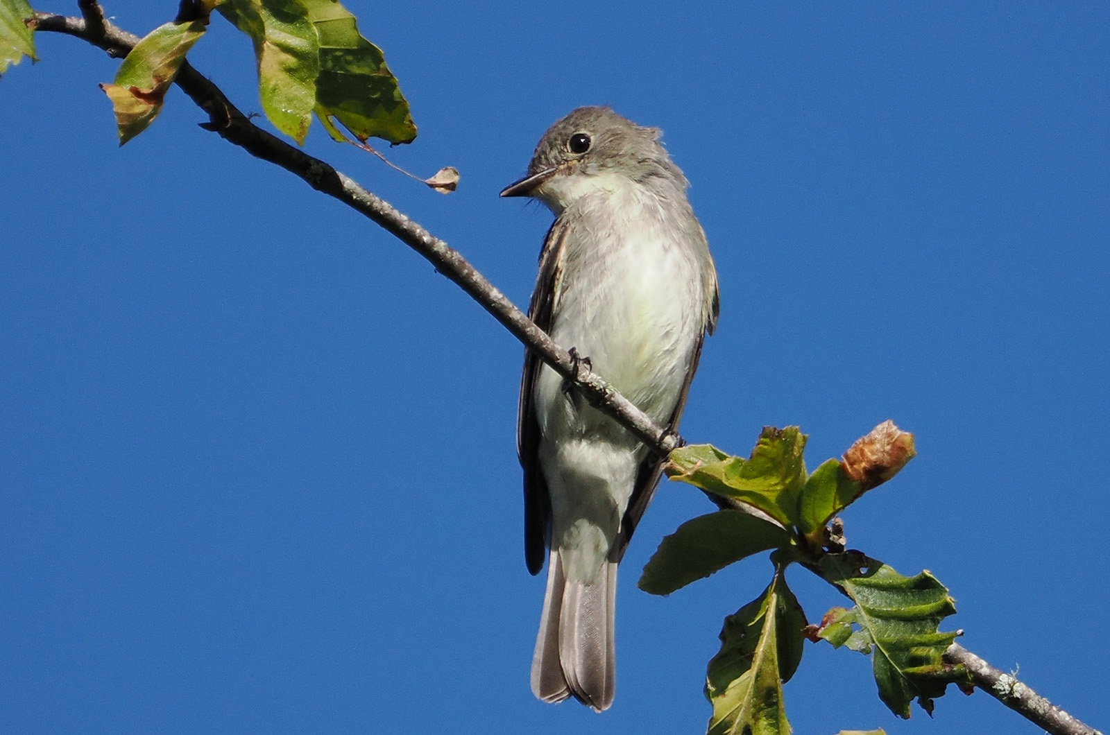 Eastern phoebe.