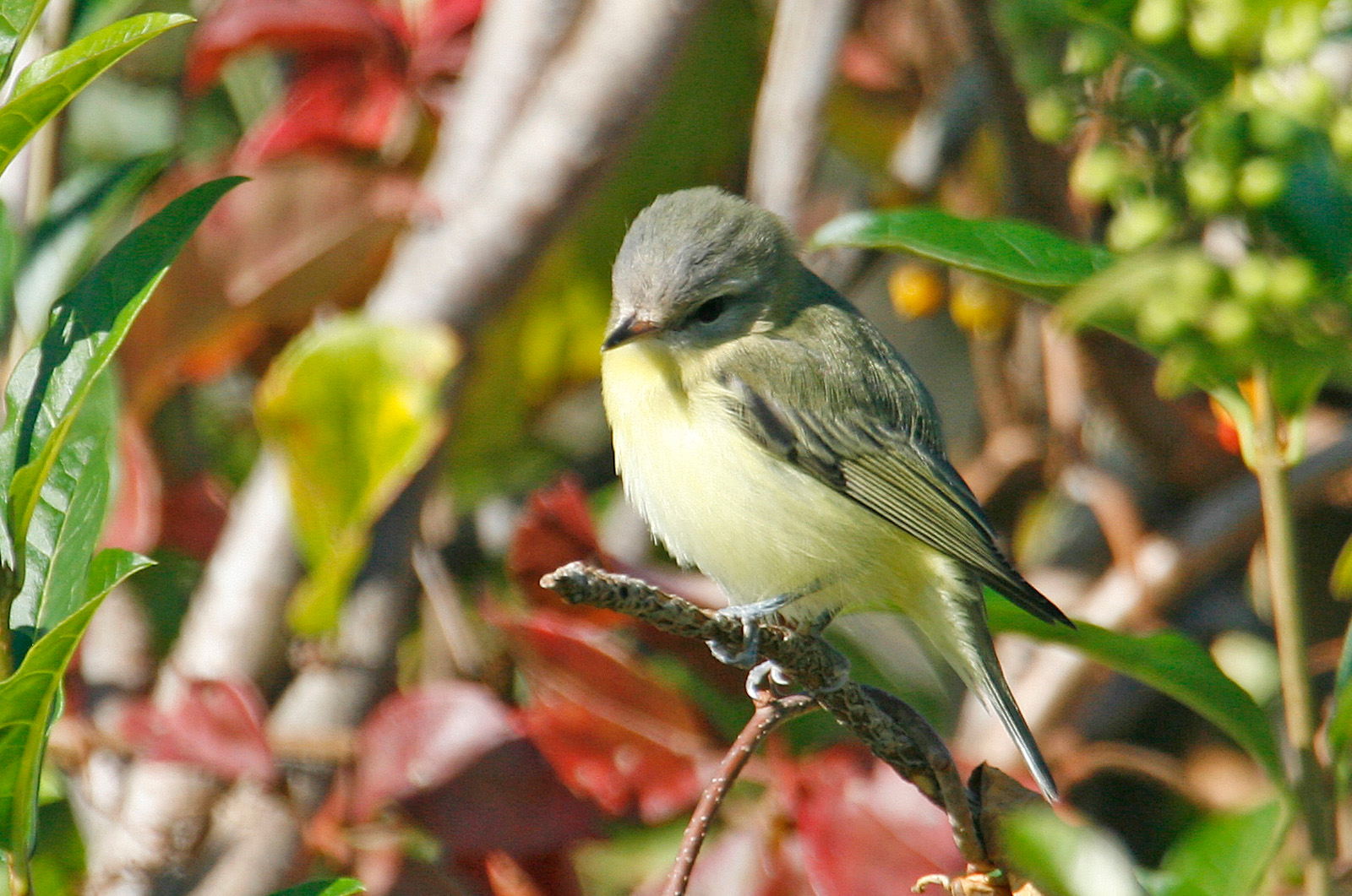 Philadelphia vireo.