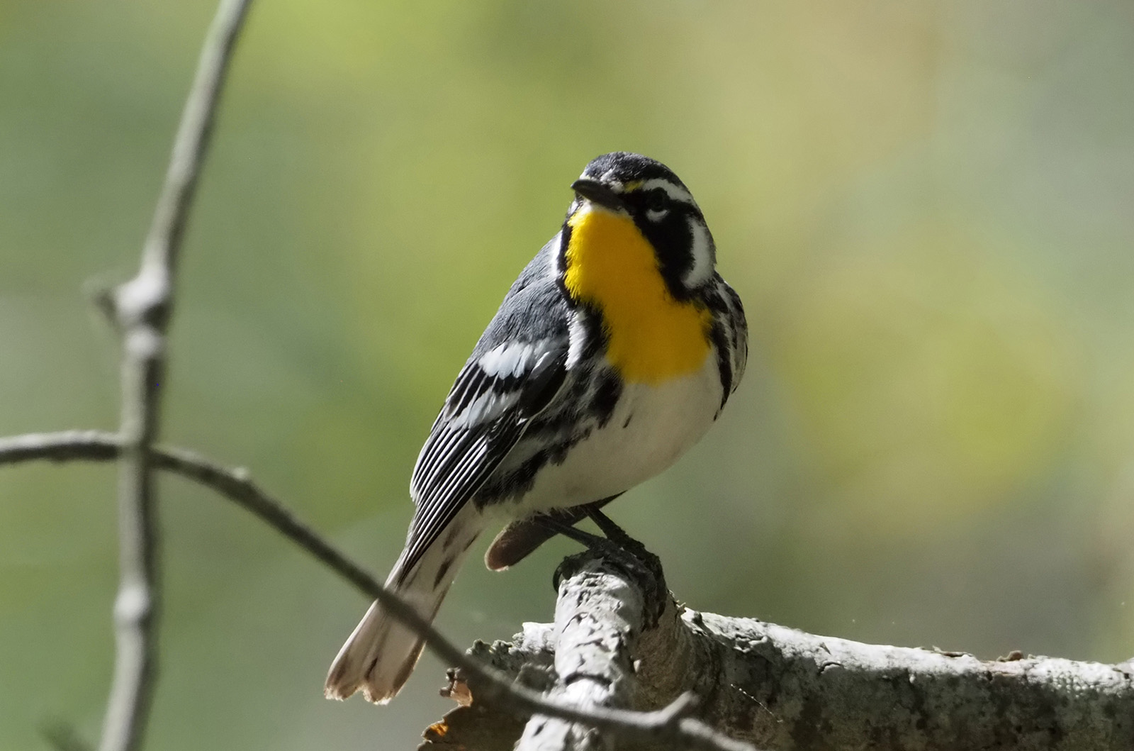 Yellow-throated warbler.
