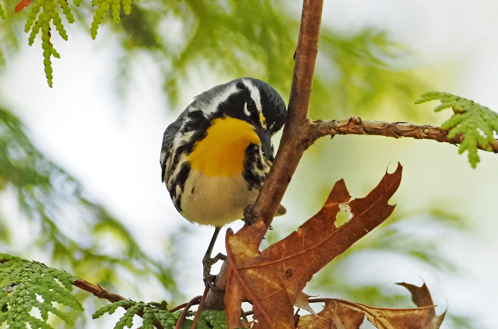 Yellow-throated warbler.