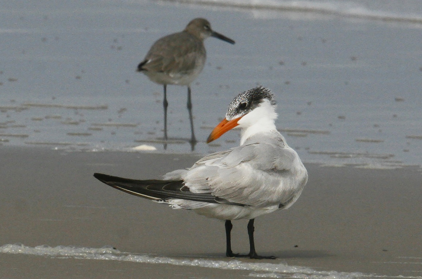 Caspian tern with willet.