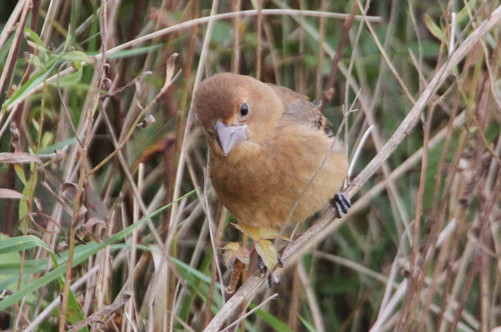 Blue grosbeak.