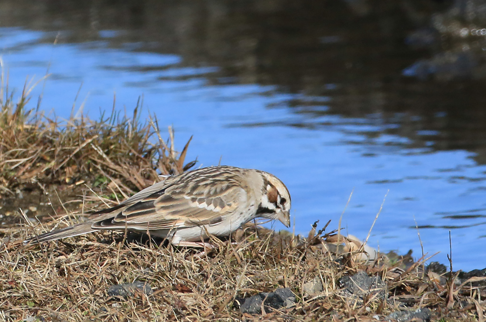 Lark sparrow.