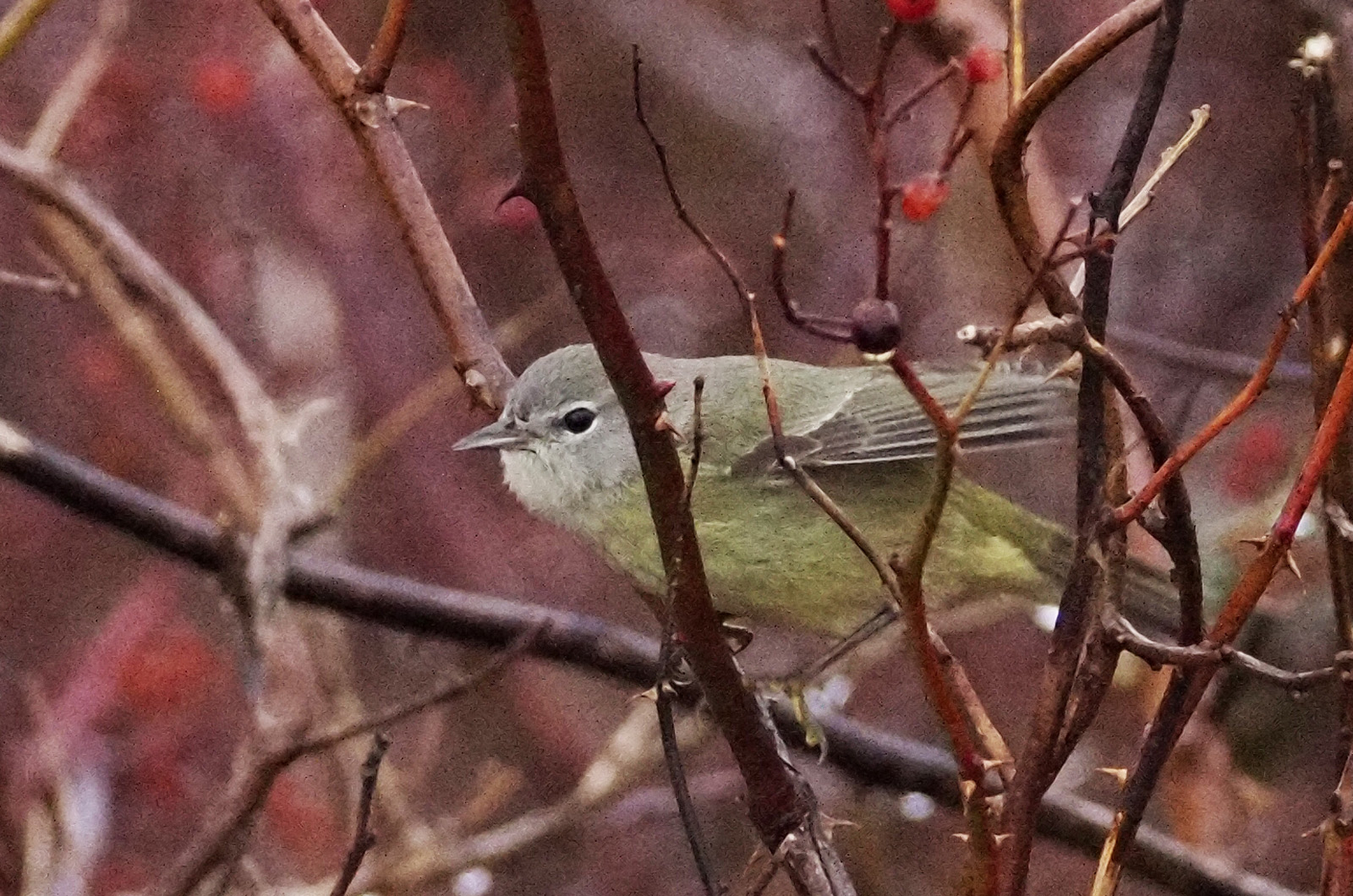 Orange-crowned warbler.