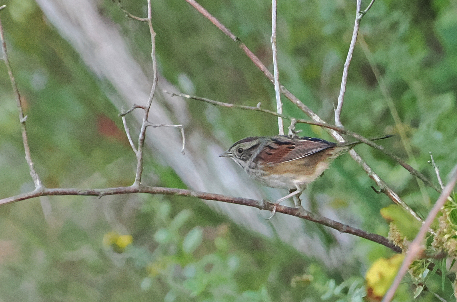 Swamp sparrow.