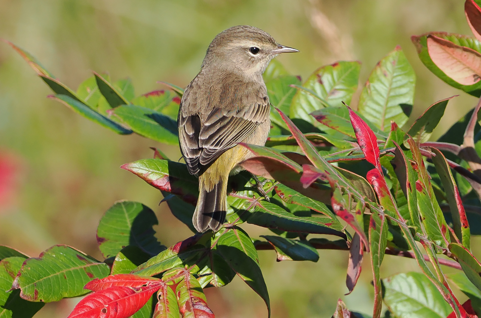 Palm warbler.