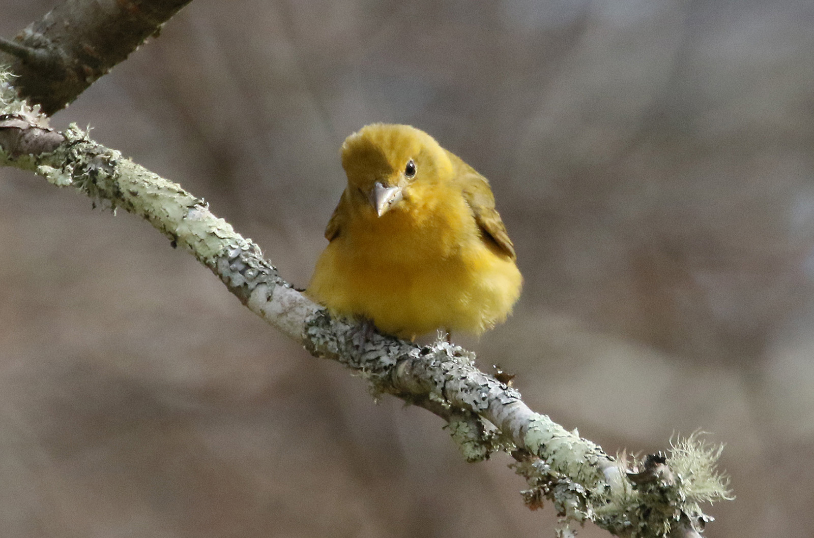 Summer tanager.