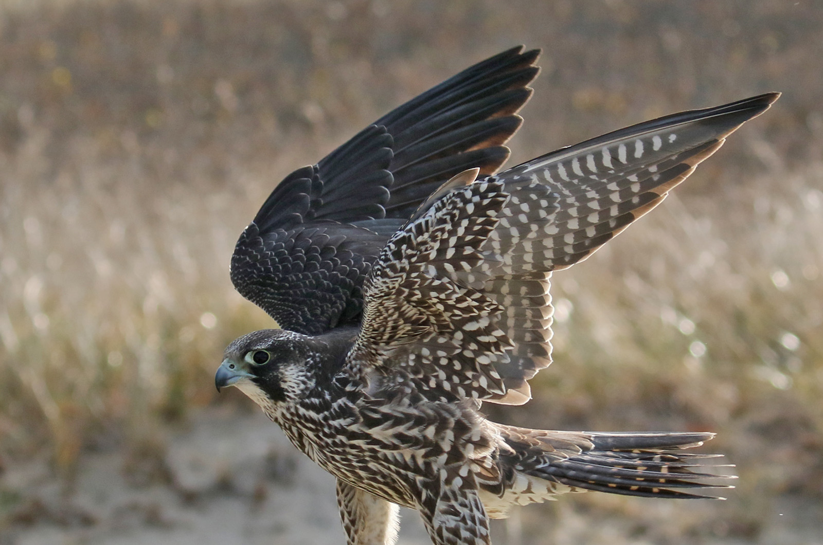 Peregrine falcon.