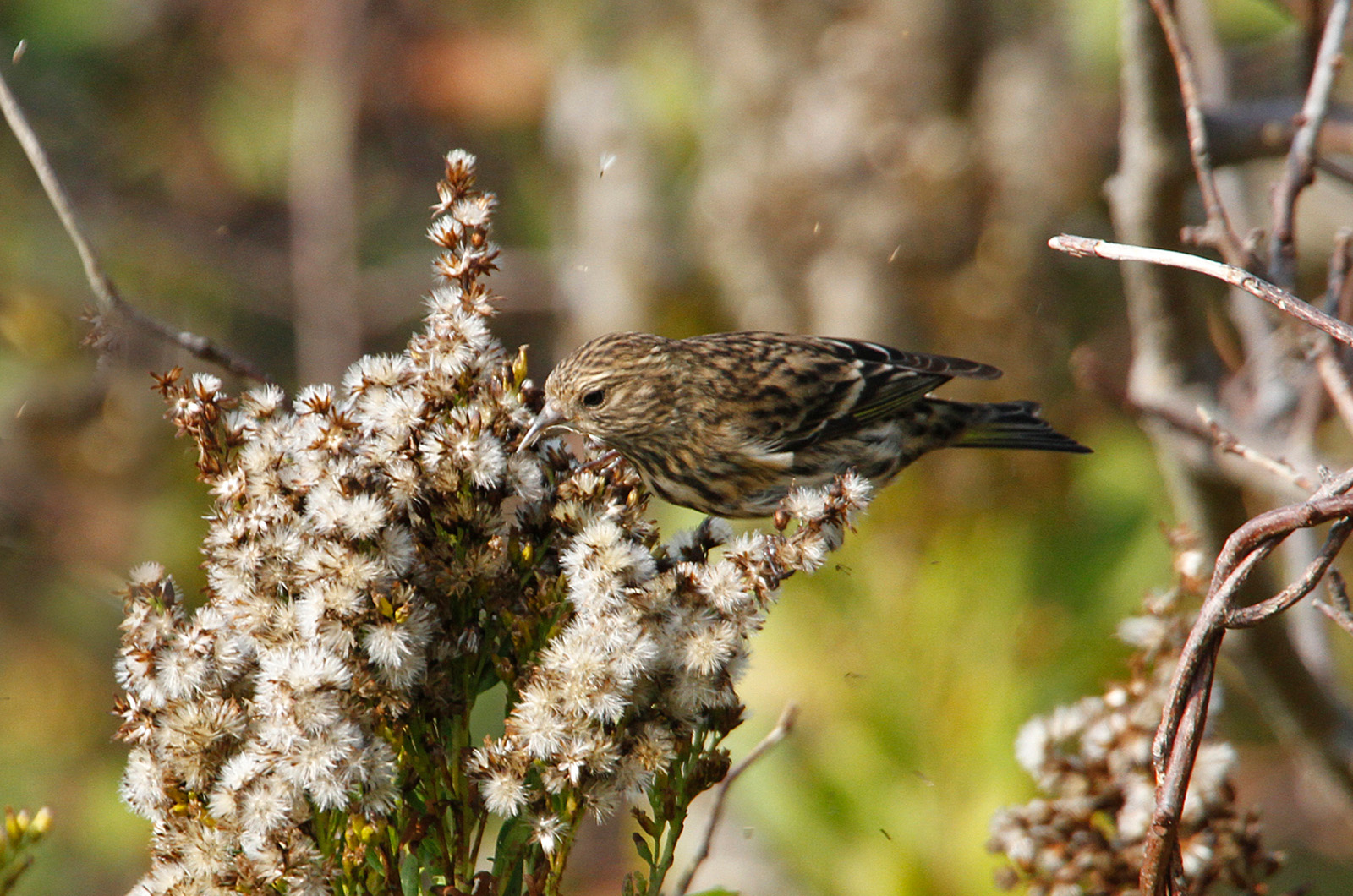 Pine siskin.