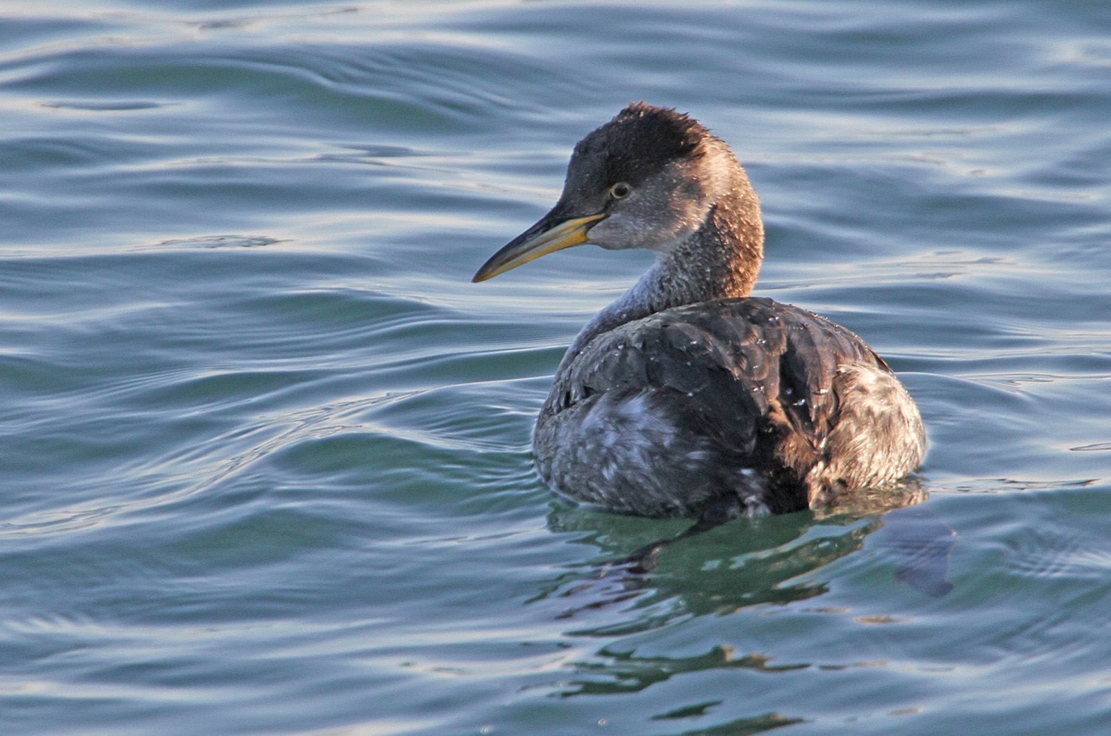 Red-necked grebe.
