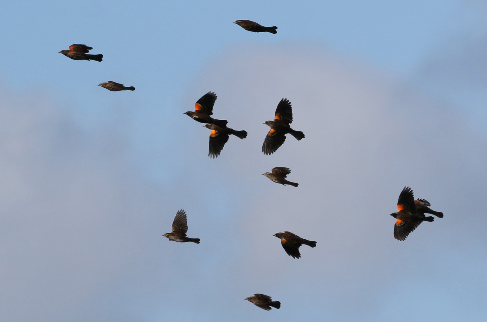 Red-winged blackbirds.