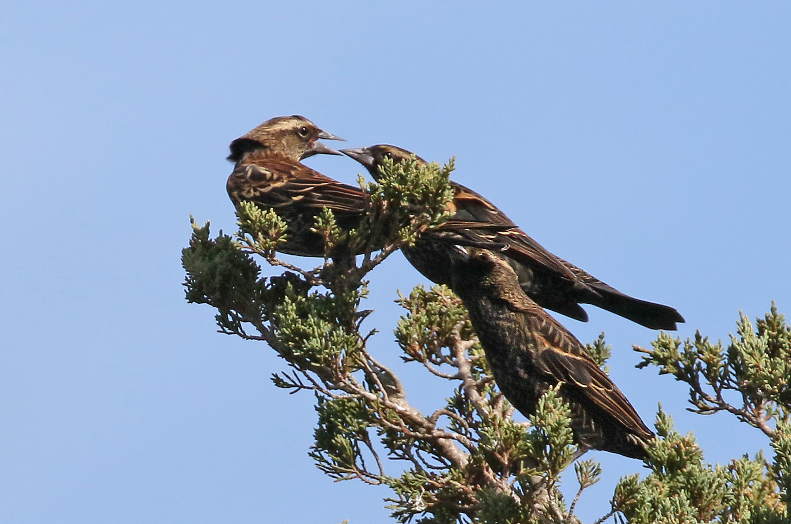 Red-winged blackbirds.