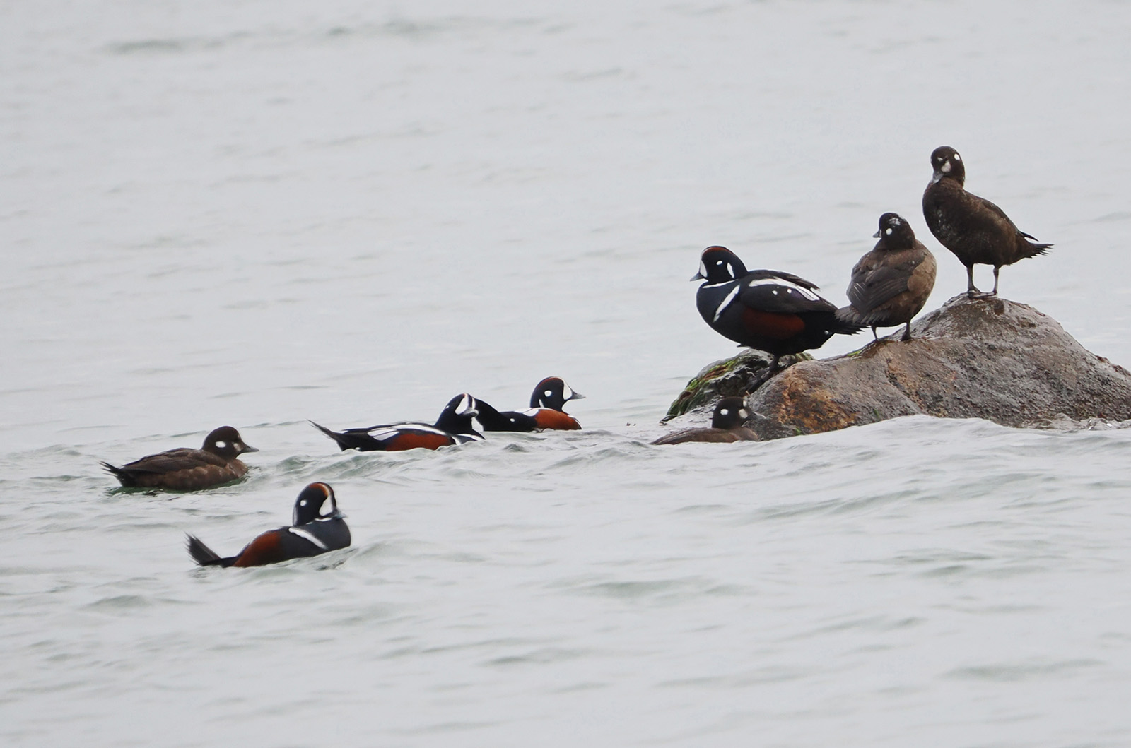 Harlequin ducks.