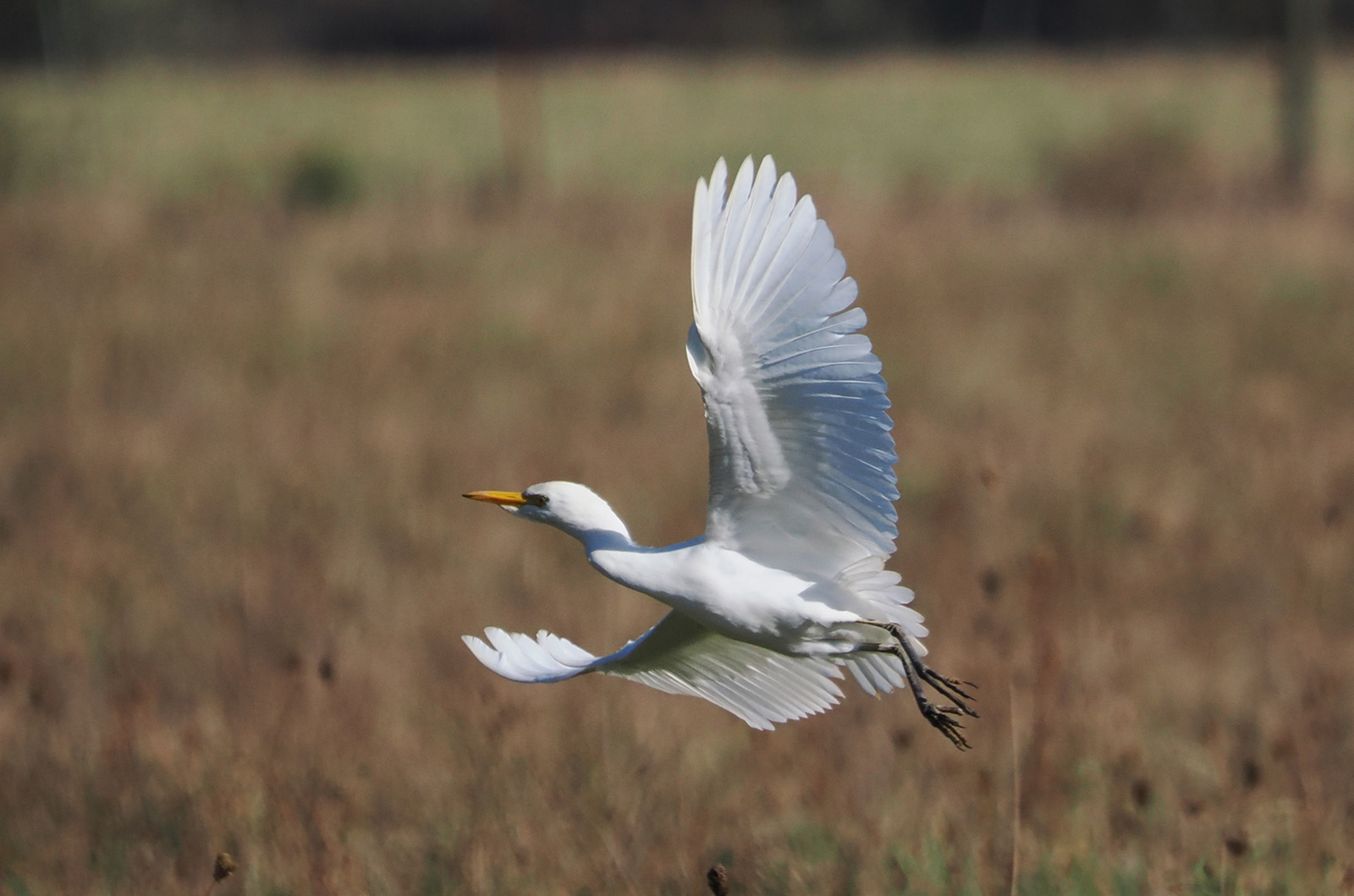 Wester cattle egret.