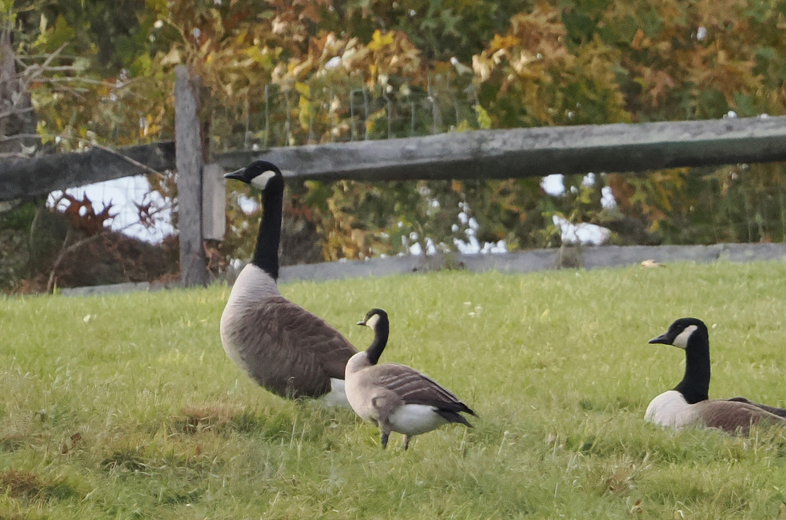 Cackling goos with two Canada geese.