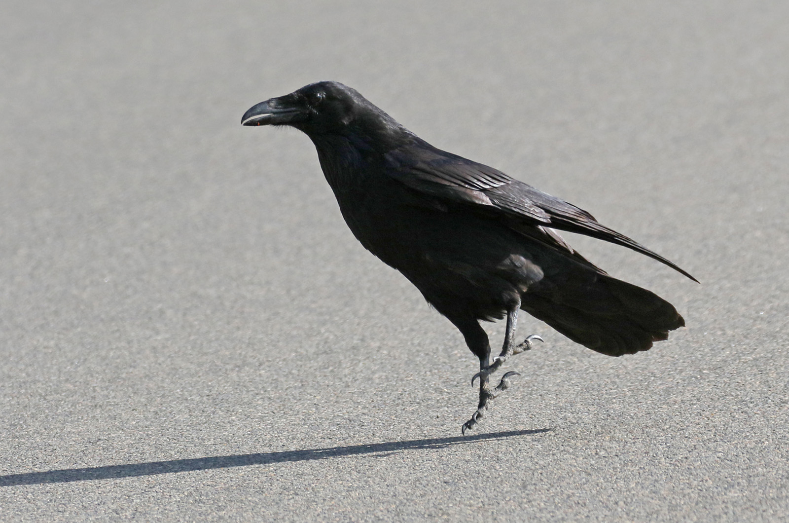 Common raven.