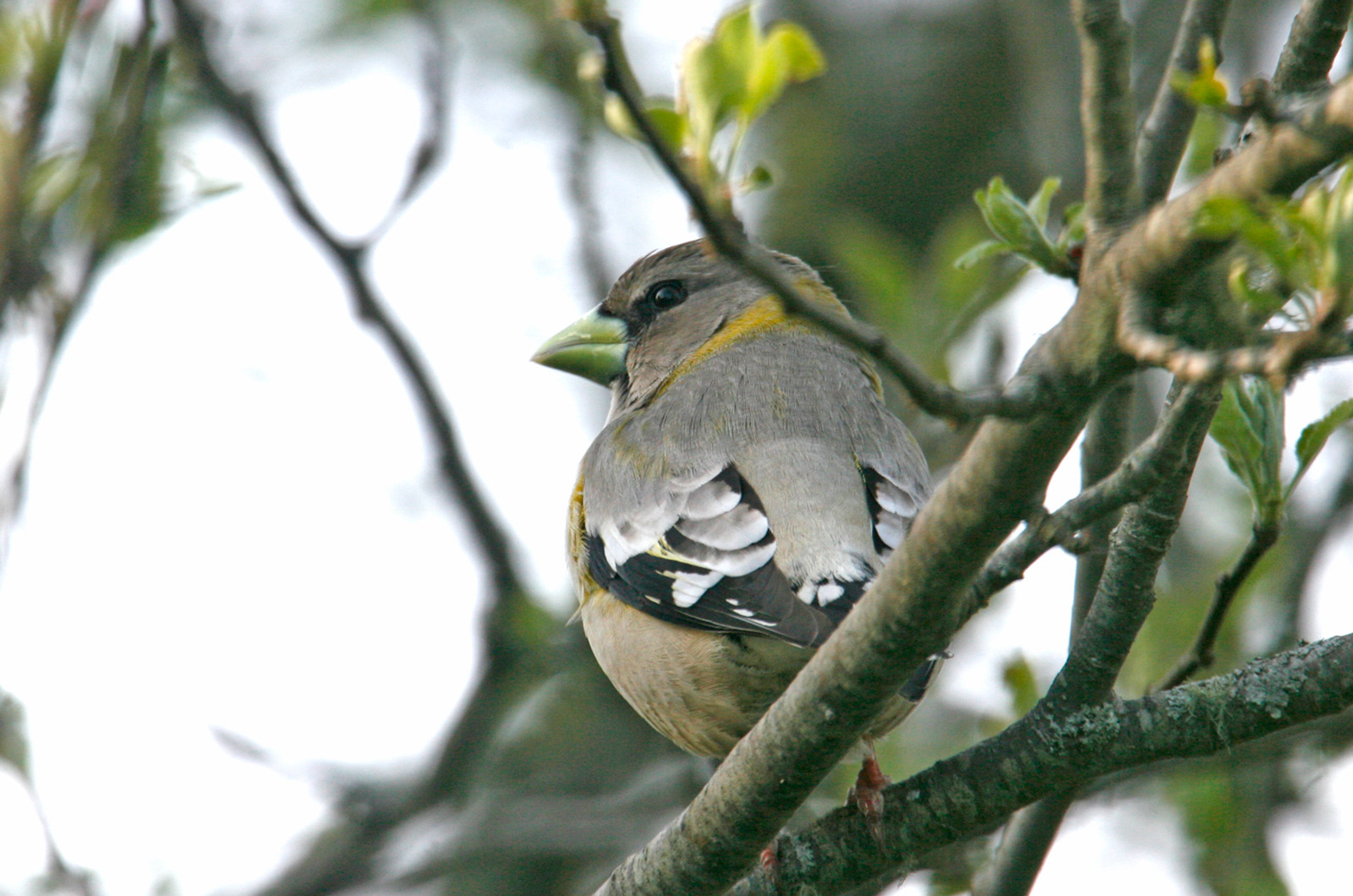Evening grosbeak.