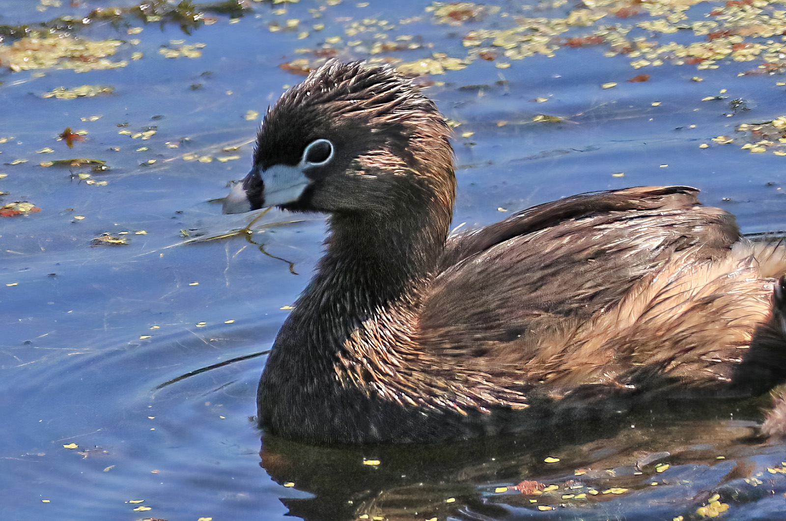 Pied-billed grebe.