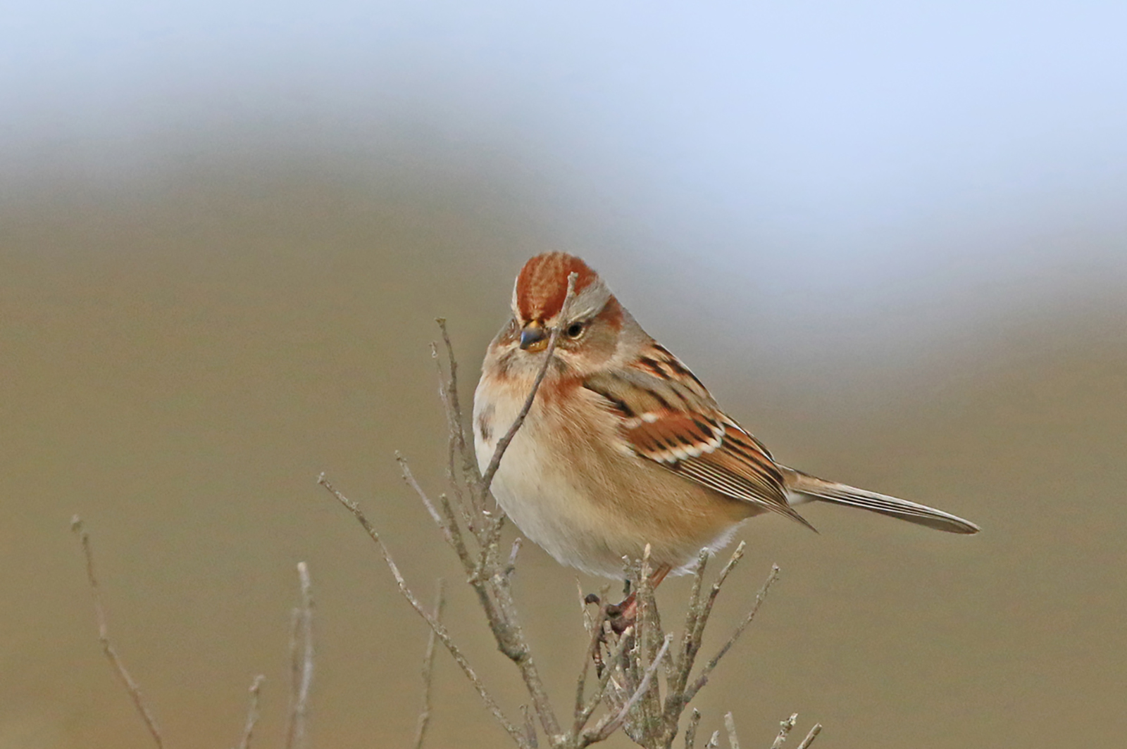 American tree sparrow.