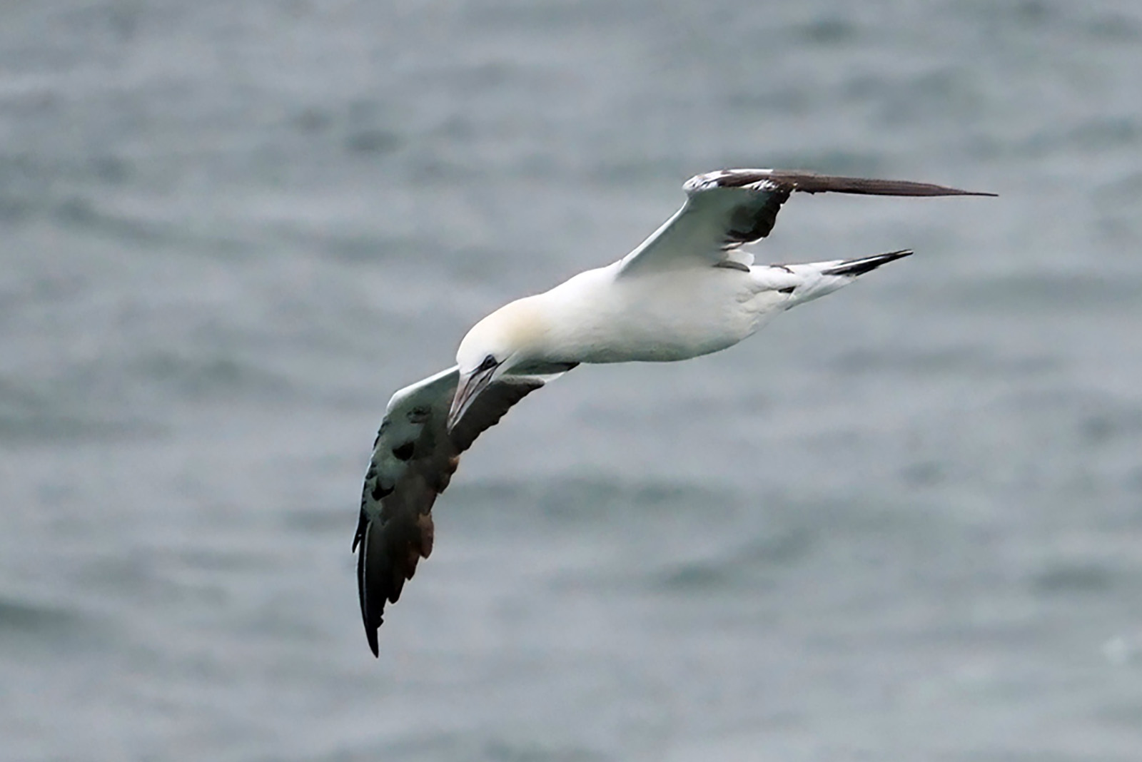 Northern gannet.