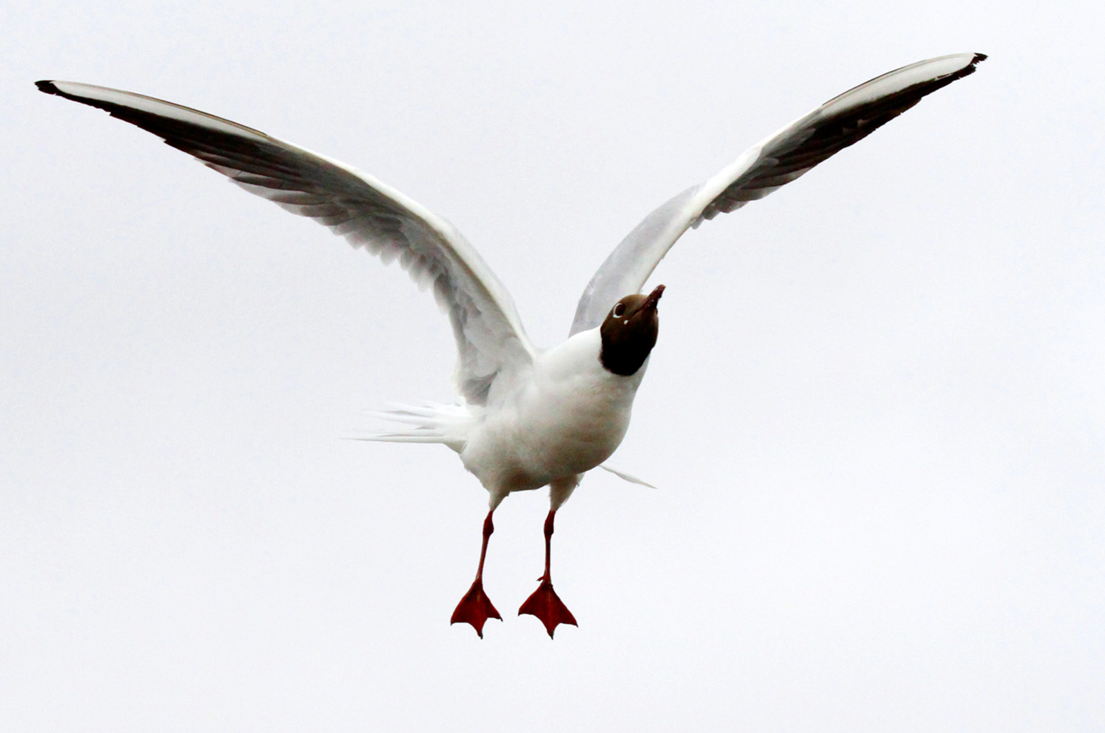 Black-headed gull.