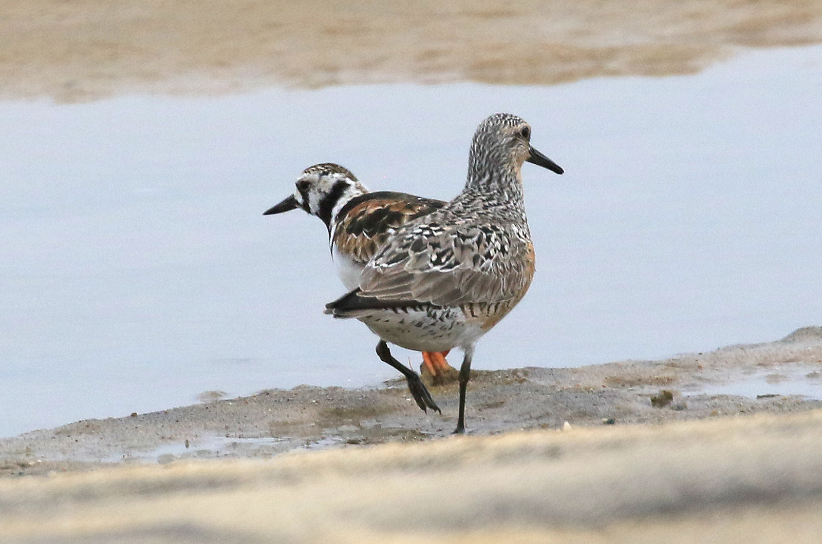 Red knot with a ruddy turnstone.
