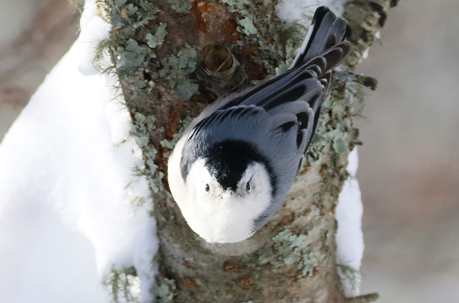 White-breasted nuthatch.