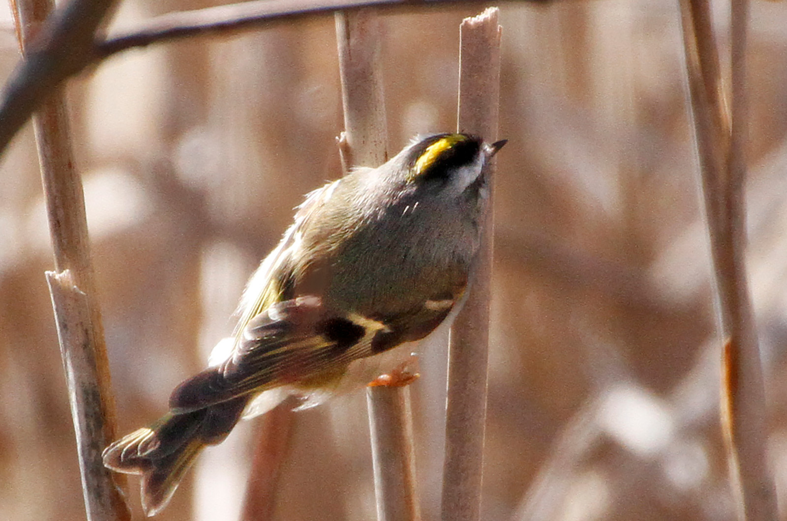 Golden-crowned kinglet.