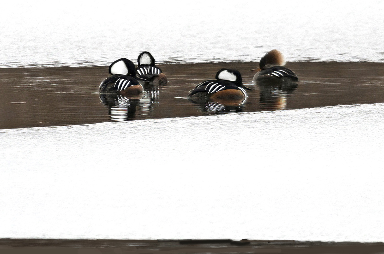 Hooded mergansers.