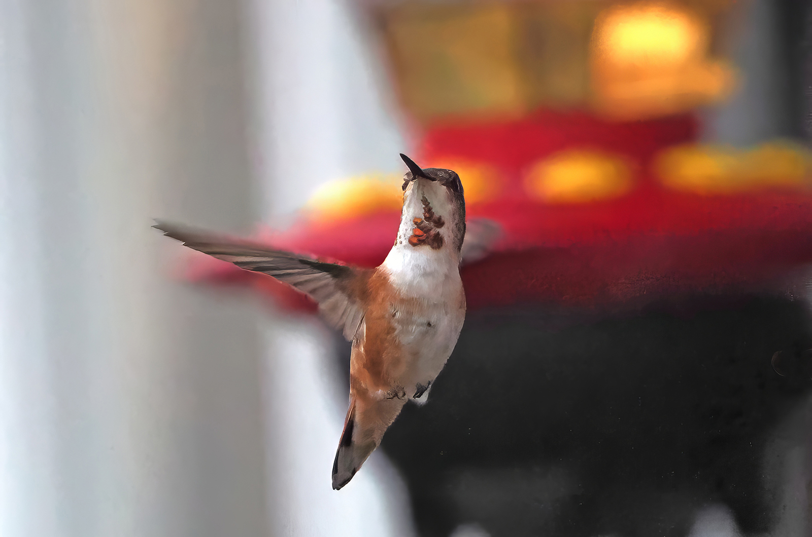 Rufous hummingbird.